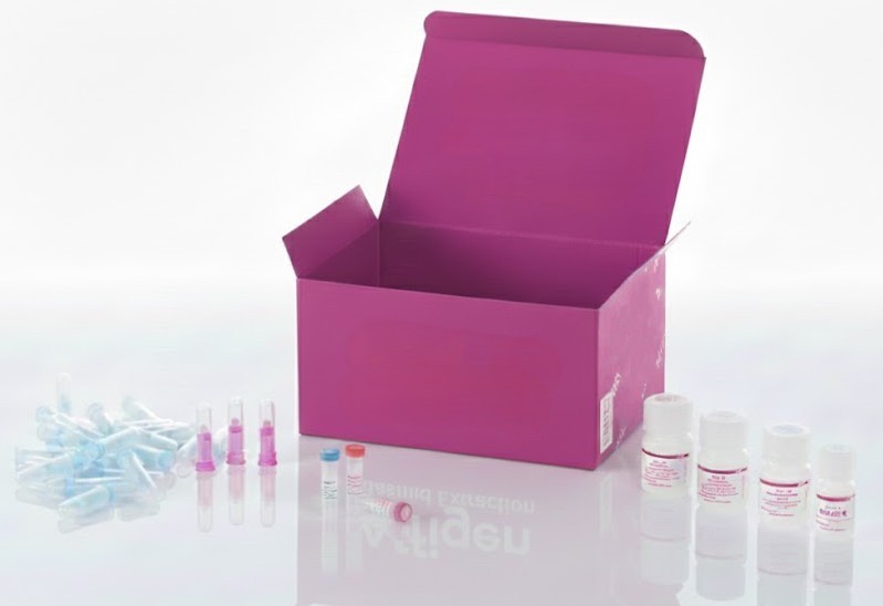 A549+Luc Células de cáncer de pulmón humano – 1 x 10^6 células